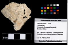 Foto (Objekt + Etikett) von Pithonoton sp.  (NHMW-GEO-1990-0041-3349)